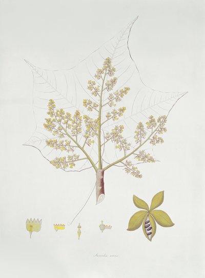 Sterculia Urens by English School